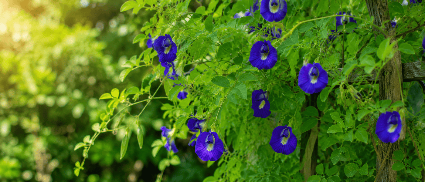 Growing Butterfly Pea from Seeds: A Complete Guide