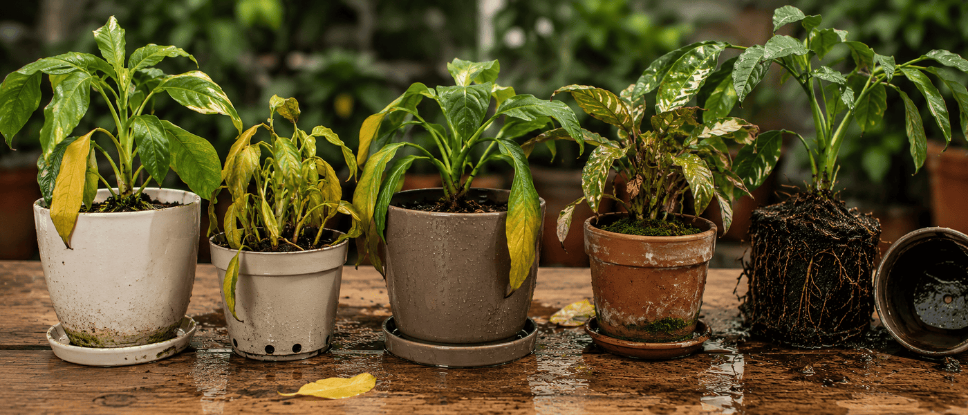 Overwatering Warning Signs: A Beginner’s Guide to Proper Plant Watering
