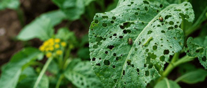 What to Do When You See Holes in Leaves: Identifying and Solving Common Garden Leaf Damage