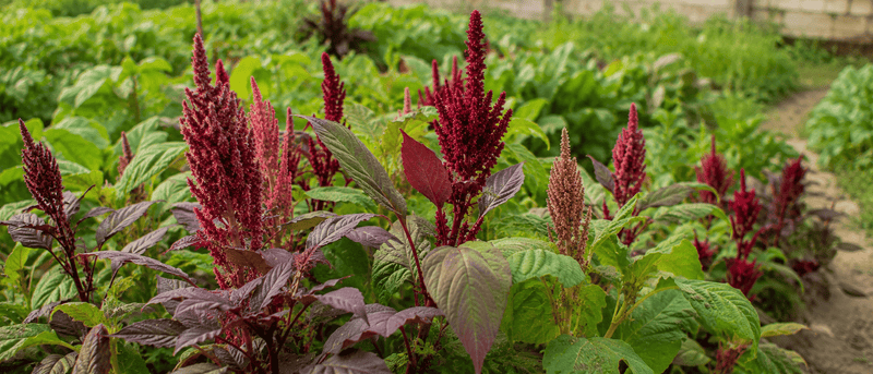 Amaranthus Seeds: A Complete Guide to Growing Vibrant Amaranth Plants