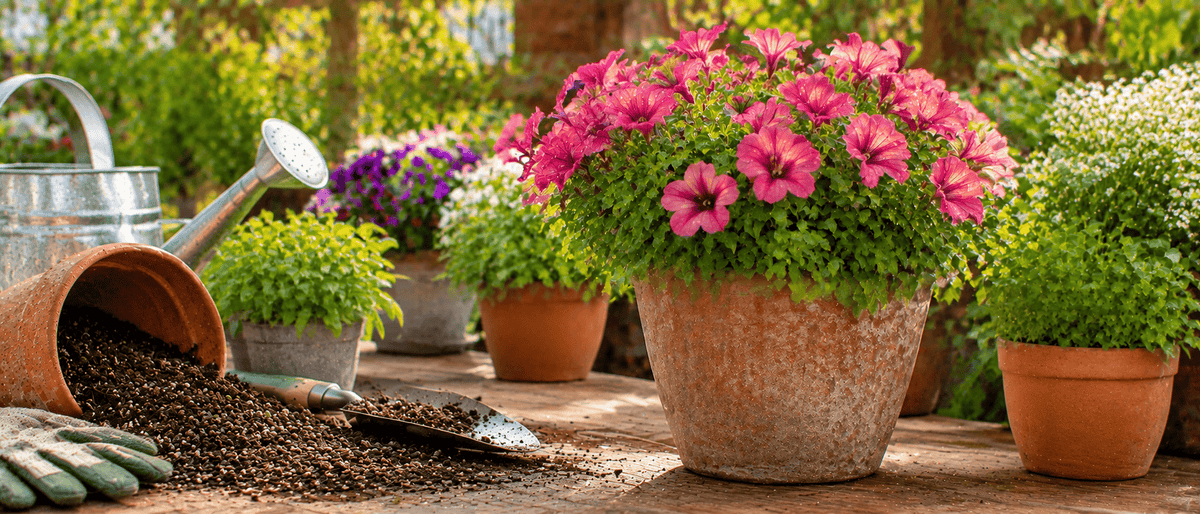 How to Prevent Root Rot in Container Plants