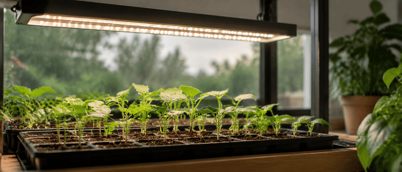 Can Seedlings Get Too Much Grow Light?