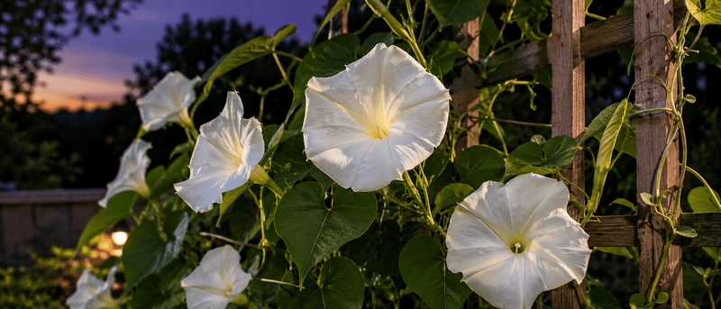 Moonflower Seeds: A Complete Guide to Growing Stunning Night-Blooming Flowers (Ipomoea alba)