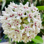 Wildflower Mix Hoya White Seeds