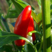Mirasol Pepper Seeds