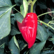 Piquillo Pepper Seeds