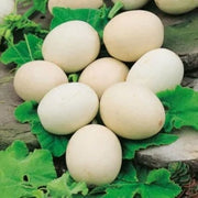 White Egg Nest Egg Gourd Seeds