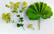 Alchemilla Mollis Seeds Lady's Mantle Seeds, Herbal