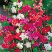 Elegant Clarkia Seeds