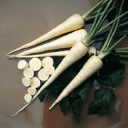 Harris Parsnip Seeds
