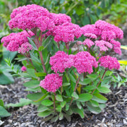 Showy Stonecrop Sedum Seeds