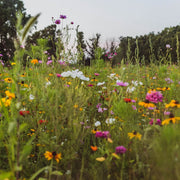 Midwest Mix Wildflower Seeds