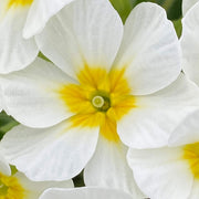 White Primula Seeds