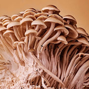 Light Brown Mushroom Seeds