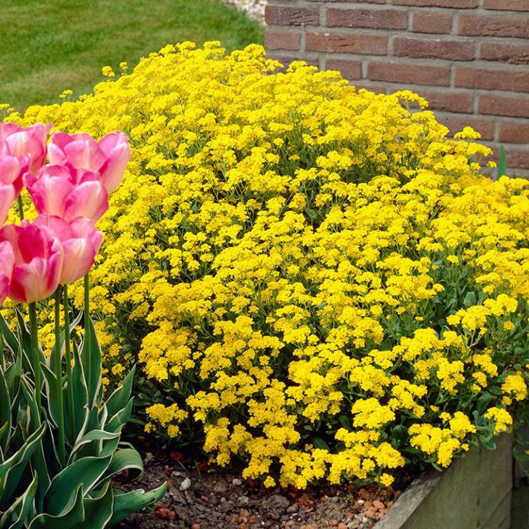 Yellow Thyme Seeds