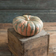 Speckled Hound Pumpkin Seeds