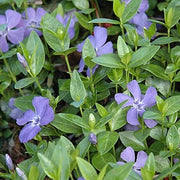 Vinca Minor Seeds