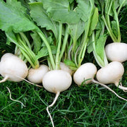 Hailstone Radish Seeds