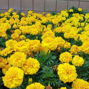 Bonanza Yellow Marigold Seeds