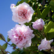 Pink Climbing Rose Cecile Brunner Seeds