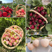 Mixed Strawberry Seeds