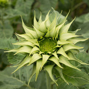 Green Sunflower Seeds