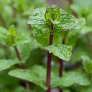 Shade-Tolerant Mint Seeds, Herbal