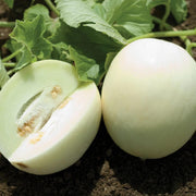Honey Melon Seeds