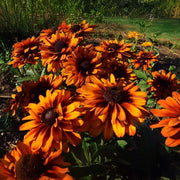 Autumn Rudbeckia Seeds