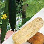 Aegyptiaca Luffa Seeds