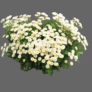 White Snowball Bachelor Buttons Seeds, Flower Pllant