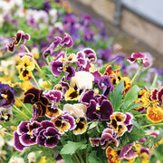 Double Pansy Viola tricolor Seeds