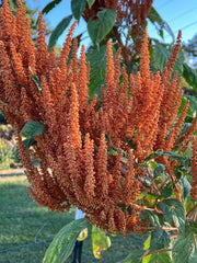 Orange Giant Amaranthus Seeds