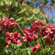 Cassia Koelreuteria Paniculata Seeds