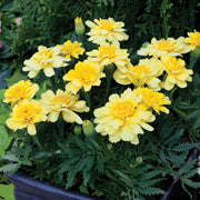 Creme Color Marigold Seeds