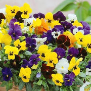 Multi-Colored Pansy Seeds