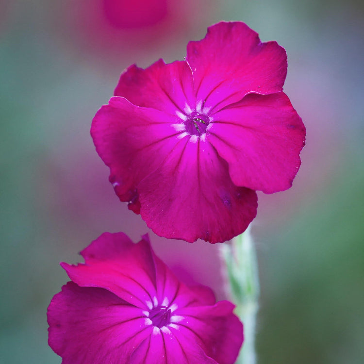 Magenta Silver Catchfly Rose Campion Seeds