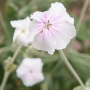 Angel's Blush Lychnis Coronaria Seeds