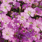 Gypsy Deep Rose Gypsophila Seeds