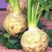 Giant Celery Root Seeds, Herbal