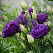 Rosita Purple Lisianthus Seeds