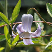 Crispa Clematis Seeds