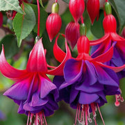 Blue Red wildlflower Fuchsia Seeds