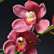 Cymbidium Fragrant Hardy Orchid Seeds