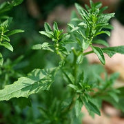 Herbaceous Epazote Seeds