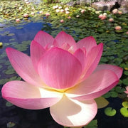 Pink Sacred Lotus Seeds