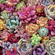 Mixed Succulent Seeds