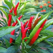 Thai Dragon Chili Pepper Seeds