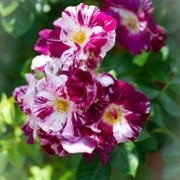 Purple & White Climbing Rosa spp. Seeds