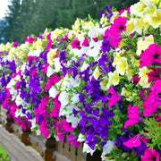 Mixed Rainbow Color Petunias Seeds